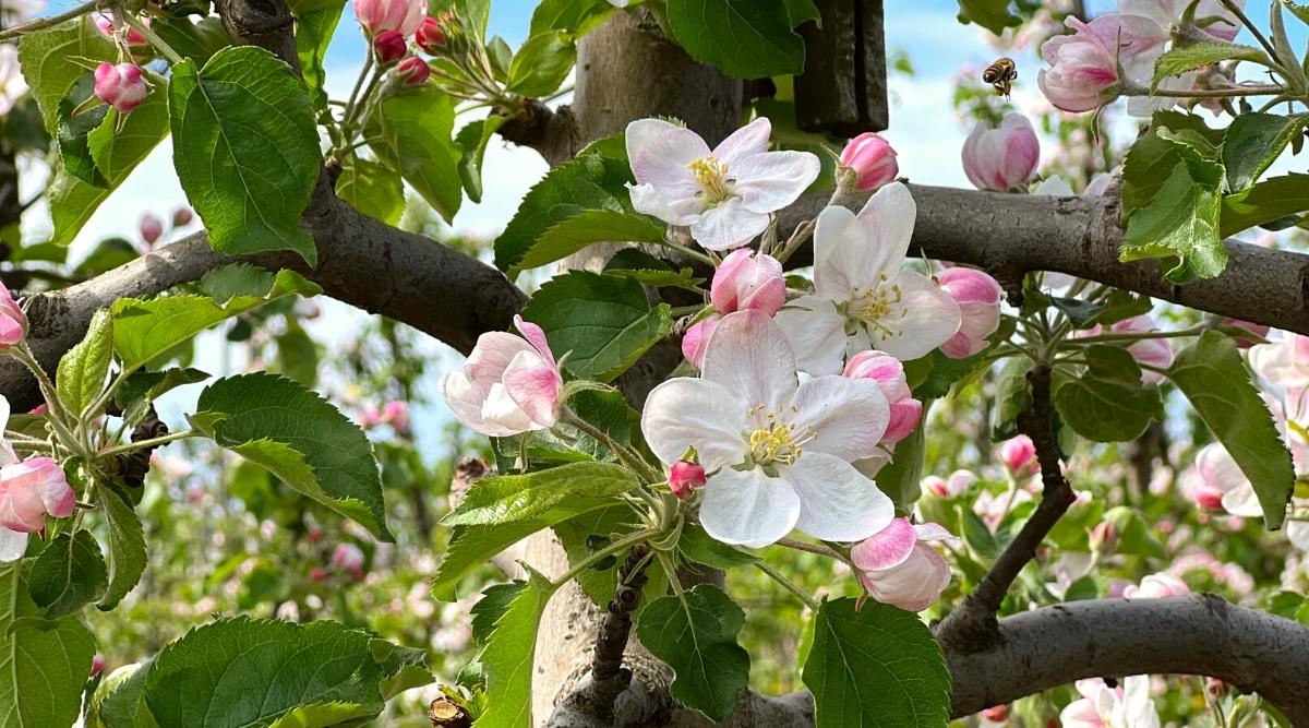 Manzanos en flor de primavera en un huerto de frutas en flor en un día soleado.  Florecen delicadas flores blancas y rosadas.  Los estambres centrales son amarillos y algunos de los pétalos exteriores de las flores son de color rosa.  Puedes ver el follaje floreciendo verde en las ramas.