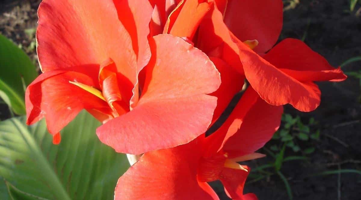 Primer plano de una flor roja vibrante 'Presidente' que crece en un tallo alto con verde follaje en un jardín luminoso y soleado.