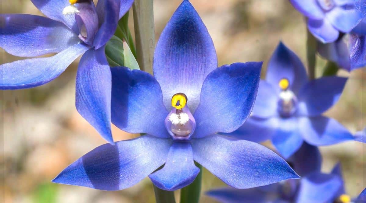 Una imagen de Thelymitra 'Crinite' también conocida como orquídea dama azul.  Los pétalos son azules y se desvanecen a un azul más claro en el interior.  El estambre de una sola flor tiene una punta de color amarillo brillante.