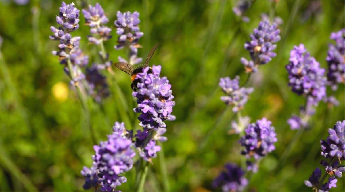 Una imagen de 'Thumbelina Leigh' de cerca.  Las flores están en plena floración y son de un tono más claro de púrpura.  Hay un insecto que descansa sobre una de las flores, que parece ser un polinizador de algún tipo, tal vez una abeja carpintera más grande.  El púrpura es más claro en las flores y puedes ver unas diez flores en la imagen con un follaje de fondo verde que está desenfocado.