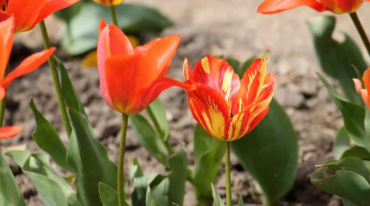 Un primer plano de dos flores, ambas de color naranja.  Una de las dos flores tiene rayas de color naranja claro o amarillo que la atraviesan.  Los pétalos manchados pueden ser un signo del virus que rompe los tulipanes.