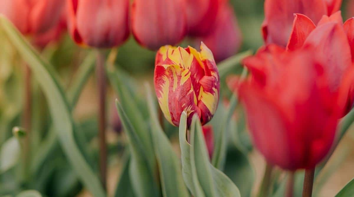 Un tulipán rojo infectado con necrosis del tabaco.  Hay un gran grupo de flores rojas, con una de ellas que tiene muchas rayas de diferentes colores en los pétalos.