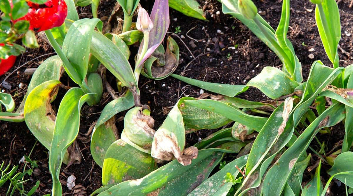 Una imagen del fuego de los tulipanes, que es una enfermedad que puede afectar a estas plantas.  Puede ver la flor roja en el lado superior izquierdo de la imagen, pero el follaje verde tiene el control de la enfermedad, y gran parte de él se ve marrón y muerto.