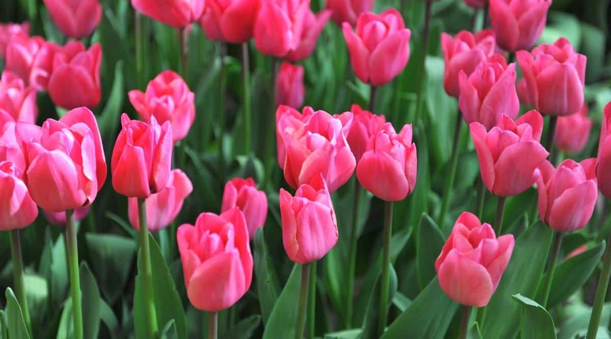 Primer plano de tulipanes rosas que florecen en el jardín.  Los cogollos consisten en 6 pétalos de color rosa brillante recogidos hacia la parte superior.  Las flores se sostienen sobre fuertes tallos verdes con follaje verde brillante.  El fondo está ligeramente borroso.