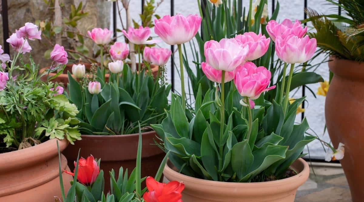 Primer plano de una gran maceta de terracota con muchas variedades diferentes de tulipanes que crecen de ellos.  Las flores son de color rosa y violeta claro.  También hay algunas flores rojas en el frente en una maceta separada.