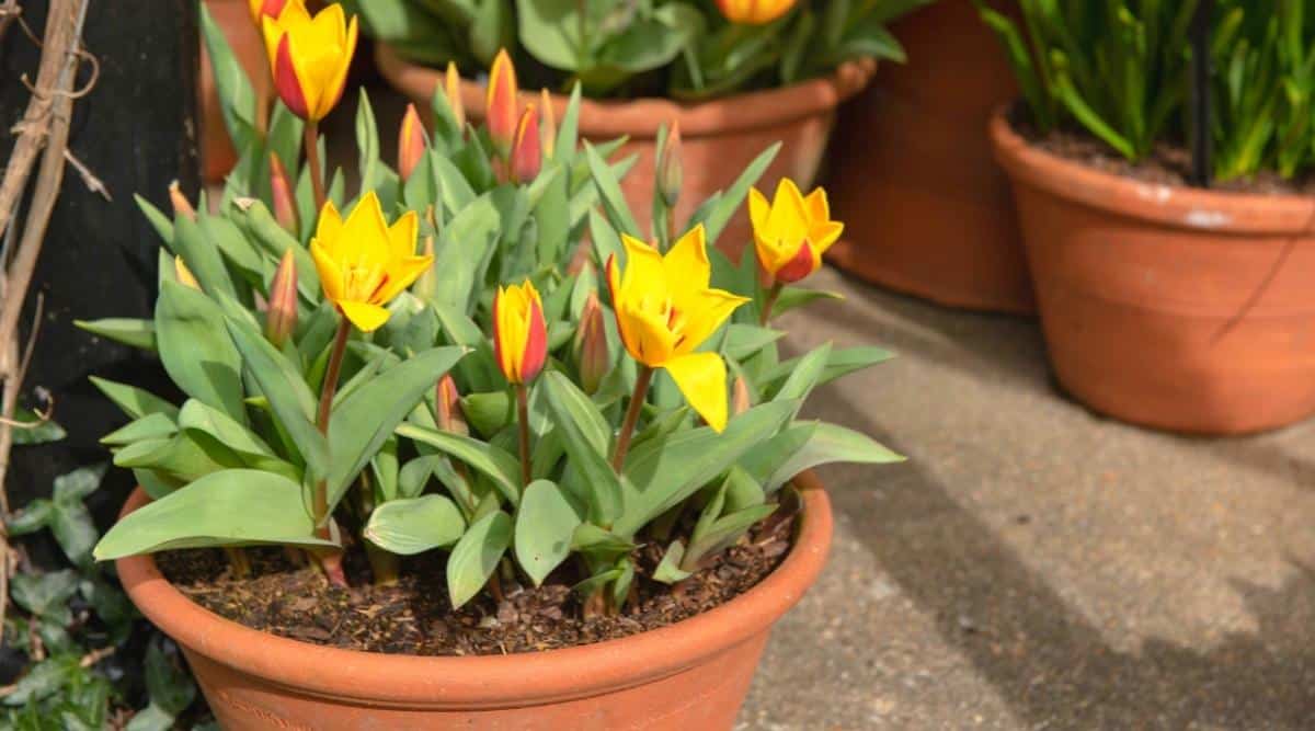 Primer plano de tulipanes de rayas amarillas y rojas en flor en una maceta de terracota al aire libre.  4 tulipanes están en flor y más de 10 capullos verdes aún están sin abrir.  En el fondo ligeramente difuminado, hay tres macetas de terracota con otras plantas.
