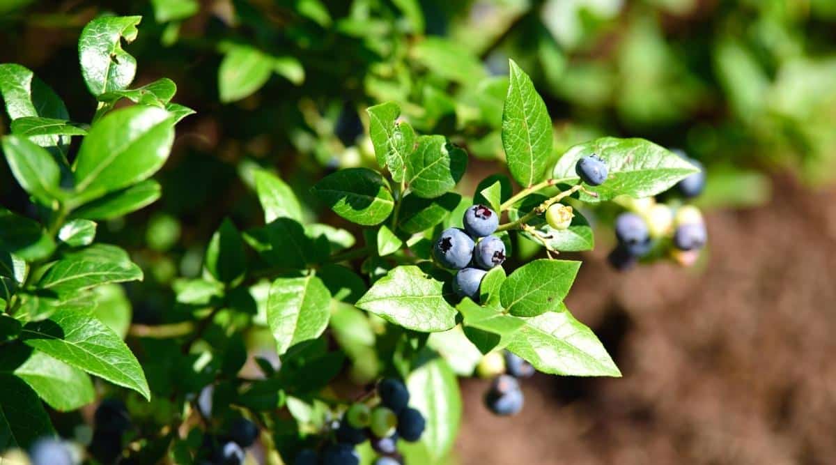 Un arbusto que florece con frutos en las hojas a pleno sol.  La mayor parte de la imagen se centra en el follaje verde que florece en temporada, pero se pueden ver algunas frutas que comienzan a florecer en algunas ramas.  La fruta es azul y algunas frutas inmaduras son verdes.
