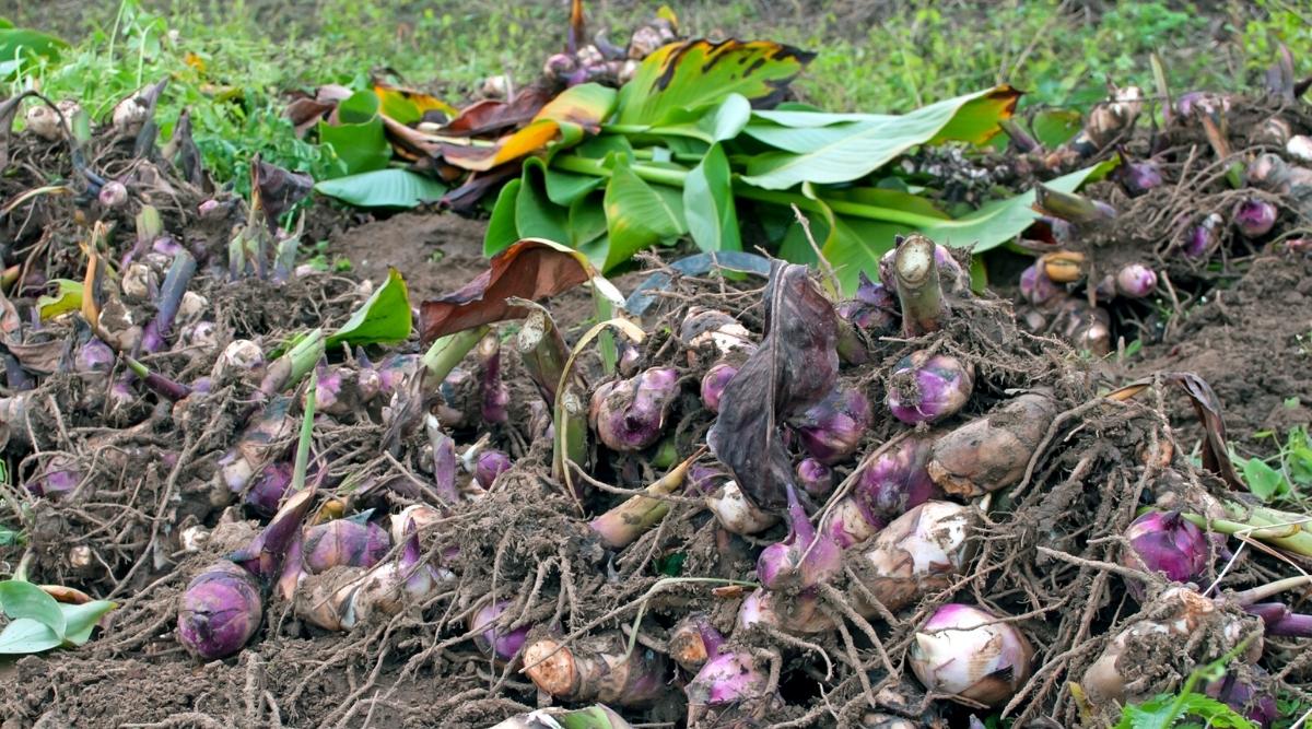 Los rizomas muertos están sentados en el jardín después de ser arrancados del suelo.  Puedes ver la descomposición de varios de ellos juntos.