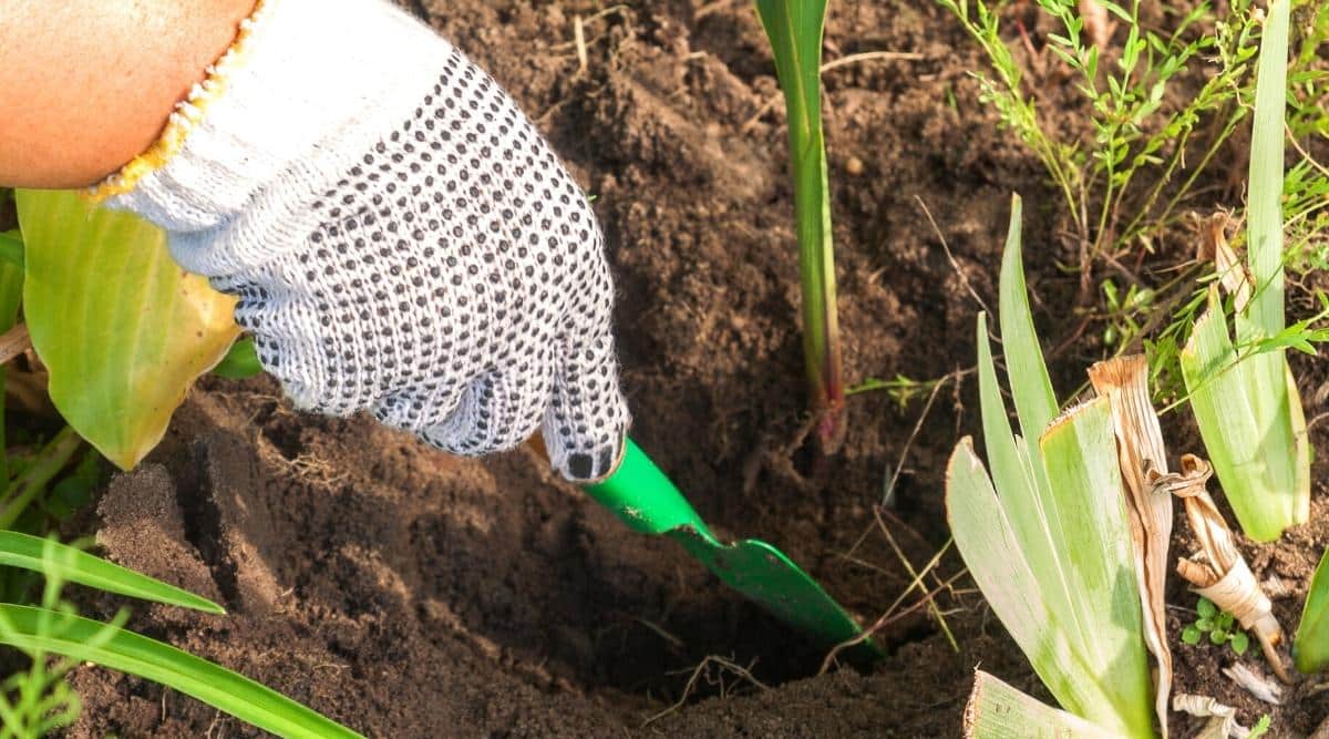 La mano de un jardinero está enguantada y desenterrando una planta del jardín.  Están usando una paleta de mano que es verde para desenterrar la planta.
