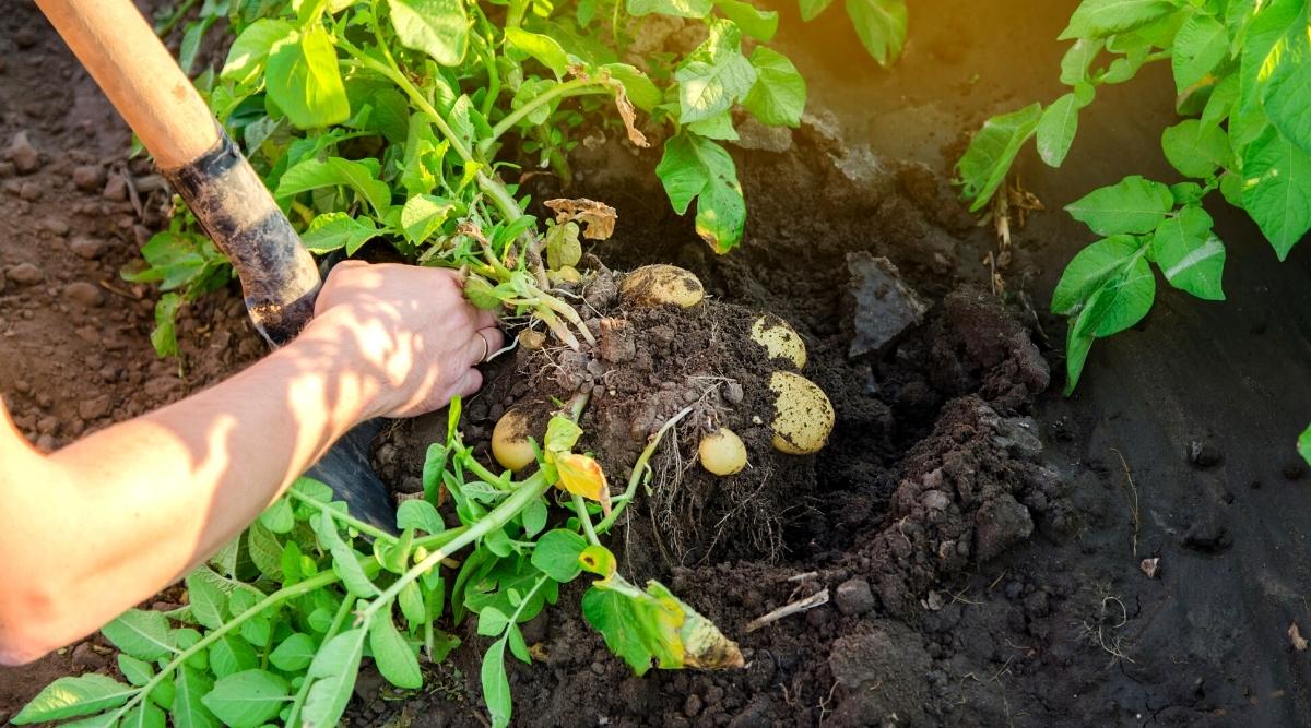 Un jardinero cavando un hoyo en el jardín para desenterrar algunas papas.  Están completamente desarrollados y listos para ser cosechados.  Hay otras plantas a su alrededor listas para ser desenterradas.  El suelo es oscuro y fértil.