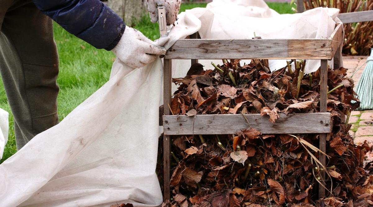 Un jardinero está cubriendo un poco de mantillo de jardín con un saco de arpillera.  Esto es en parte para prepararse para el próximo invierno para protegerlo del duro clima invernal.  Hay pilas de compost en una estructura de madera.