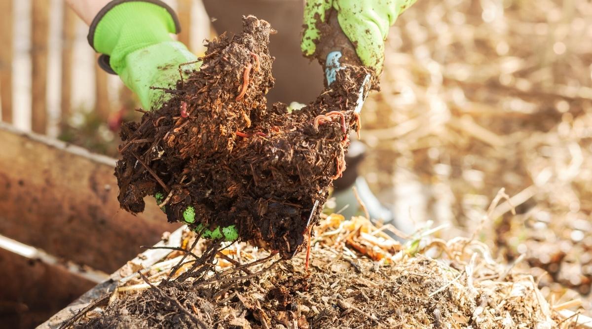 Un jardinero sostiene abono nuevo con guantes verdes.  Puedes ver materia orgánica en el compost, así como gusanos arrastrándose en el suelo. 