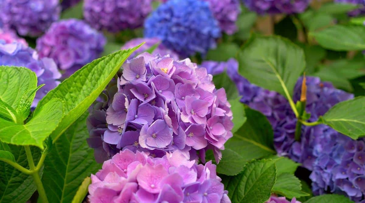 Primer plano de un arbusto floreciente de Hydrangea macrophylla en un jardín sombreado de verano.  Dos grandes inflorescencias de color púrpura suave, consisten en flores estériles y parecen hemisferios.  En el fondo hay muchos racimos de flores de color púrpura y azul brillante que florecen entre el follaje verde brillante.
