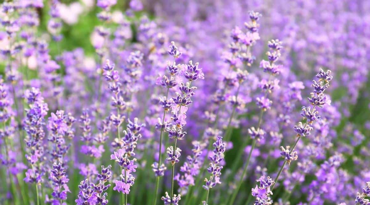 Un primer plano de flores de color púrpura que florecen en un campo.  Las flores son de un color púrpura claro, con un poco de púrpura oscuro mezclado.  La mayor parte de la imagen es un foco de unos diez tallos de flores diferentes, pero puedes ver cientos de otras flores desenfocadas detrás de ella, todas de un color similar.  Es probable que sea un campo lleno de flores de lavanda.