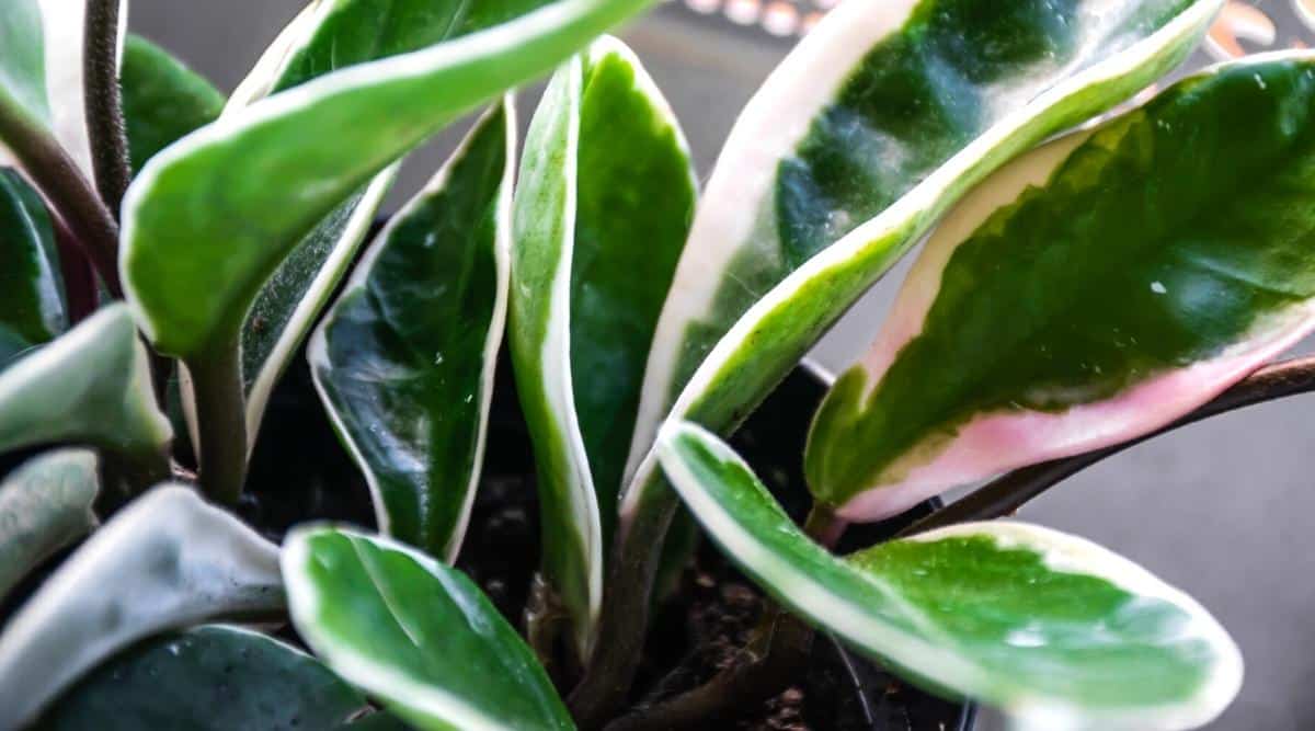 Una imagen de cerca de las hojas de una planta de interior que tiene un jaspeado blanco y verde.  Hay verde en las partes internas de las hojas y un borde blanco alrededor del exterior.
