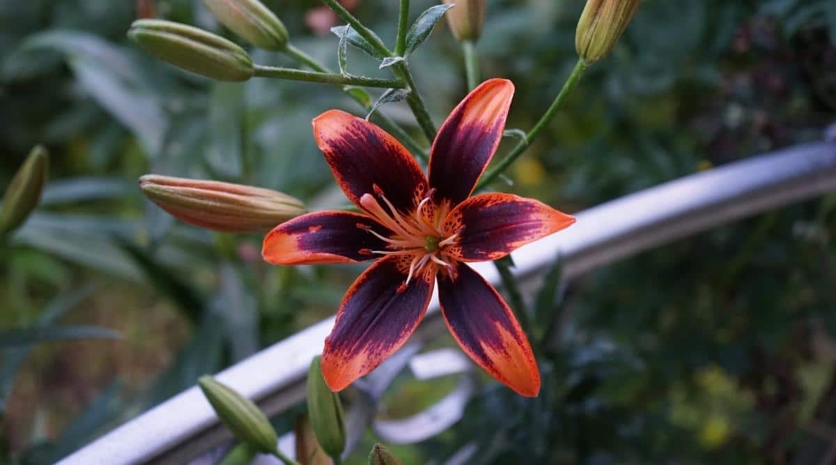 Flor de color naranja oscuro del Lilium de aspecto exótico 