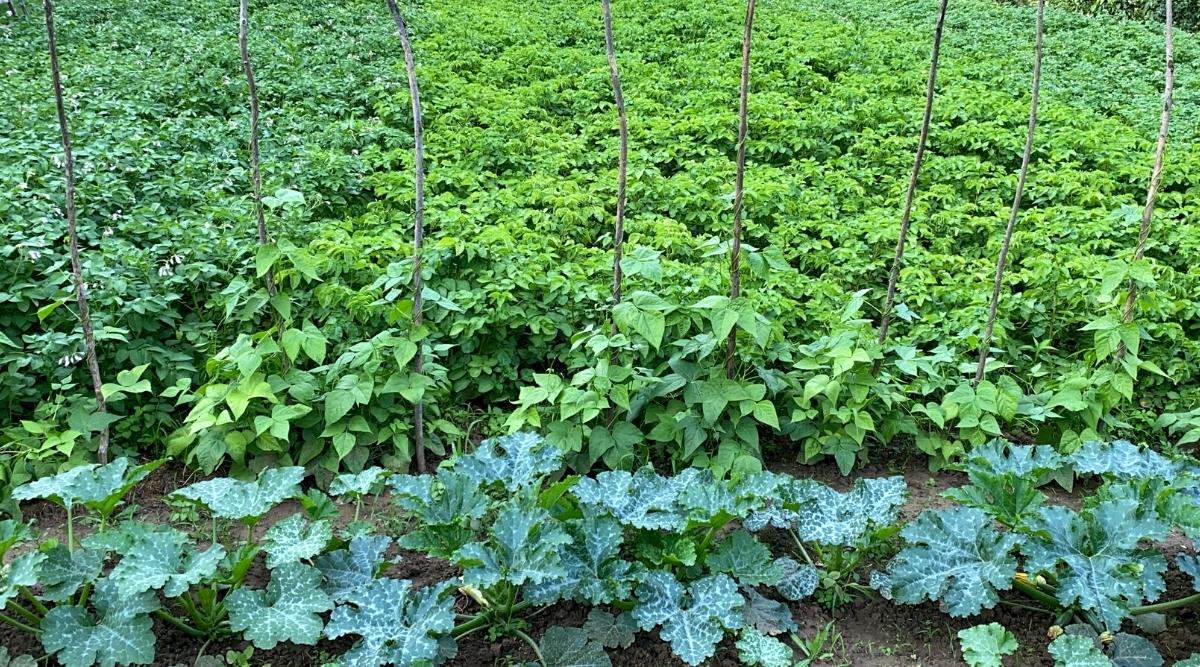 Una imagen de patatas creciendo en el jardín junto a otras verduras en filas.  Todos ellos están en temporada pero aún no se pueden cosechar.