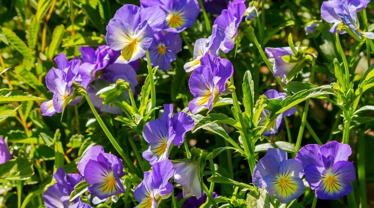 Flores de color púrpura que crecen en el jardín bajo los rayos del sol de verano.  El follaje verde es visible y las flores son de un tono más claro de púrpura.  Amarillean hacia el centro de las flores.