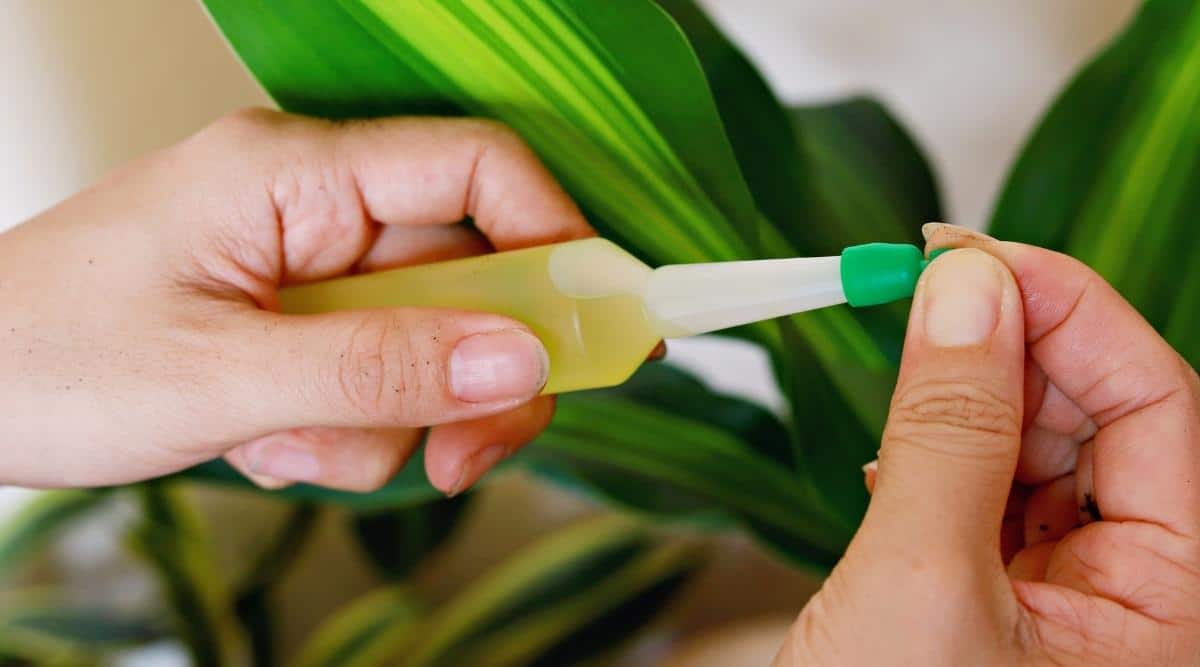 Una mujer sostiene una pequeña botella de fertilizante líquido.  Ella está quitando la tapa y preparándose para ponérsela a la planta, que tiene hojas verdes abigarradas.