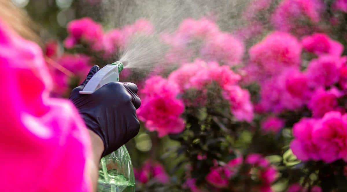 El proceso de rociar arbustos de azalea en flor con agua.  Un primer plano de una chica con un suéter rosa y guantes negros de pie detrás de la cámara con un rociador verde en las manos y rociando agua sobre los arbustos.  Los arbustos están fuera de foco, floreciendo con flores rosadas increíblemente hermosas y brillantes.