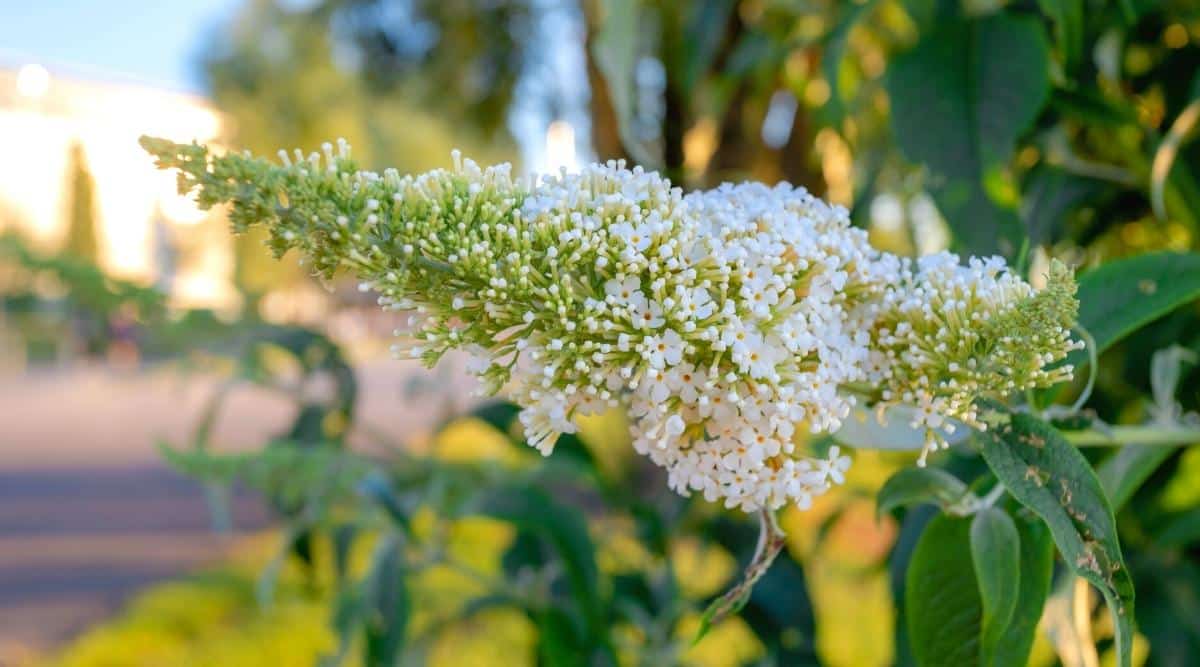 Pequeñas flores blancas, algunas en plena floración y otras en ciernes, que crecen en un racimo en forma de cono, llamado panoja.  Están en la punta de un tallo largo de un arbusto con el resto de la planta y un camino en el fondo borroso.