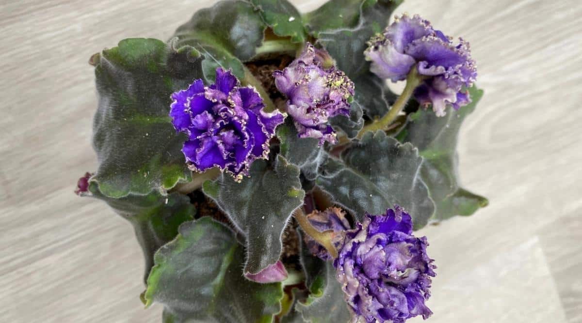 Primer plano de una planta de interior con flores marchitas.  Las flores tienen hojas de color verde oscuro, ligeramente caídas y flores de color azul violeta oscuro con pétalos rizados.  La violeta africana se encuentra sobre una mesa de madera clara.