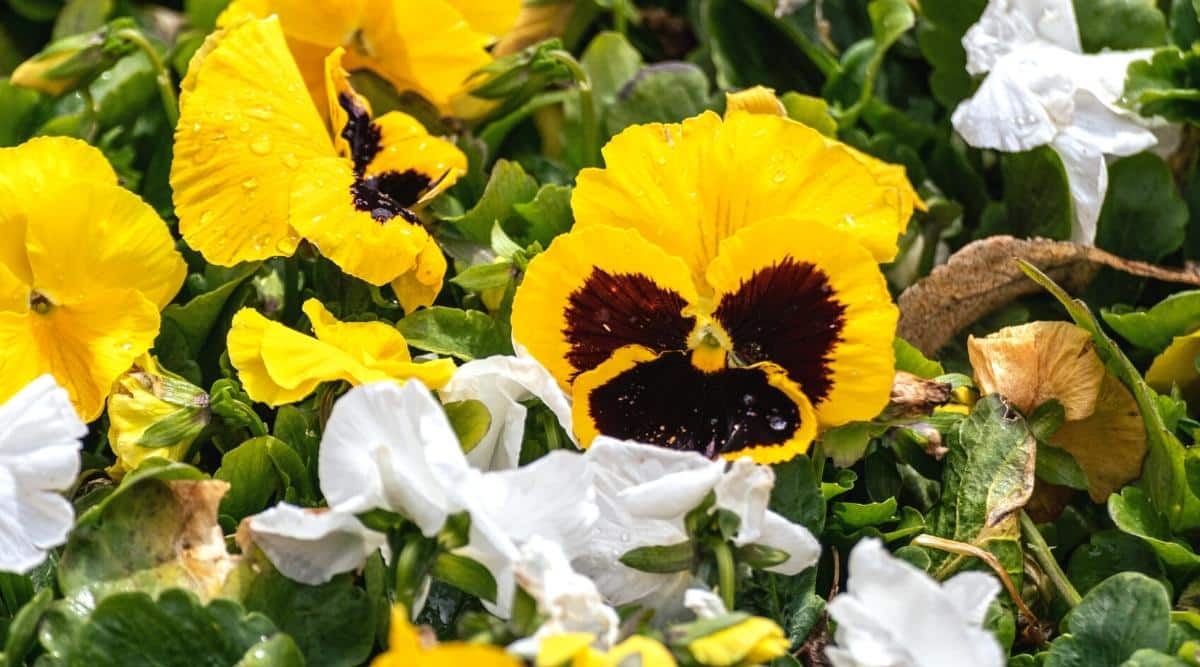 Una imagen de cerca de flores amarillas con marrón en los pétalos.  Los estambres son amarillos.  También hay flores blancas cerca.  El follaje es verde pero algunas de las hojas son más gruesas con forma de maza.  También se están dorando en las puntas.