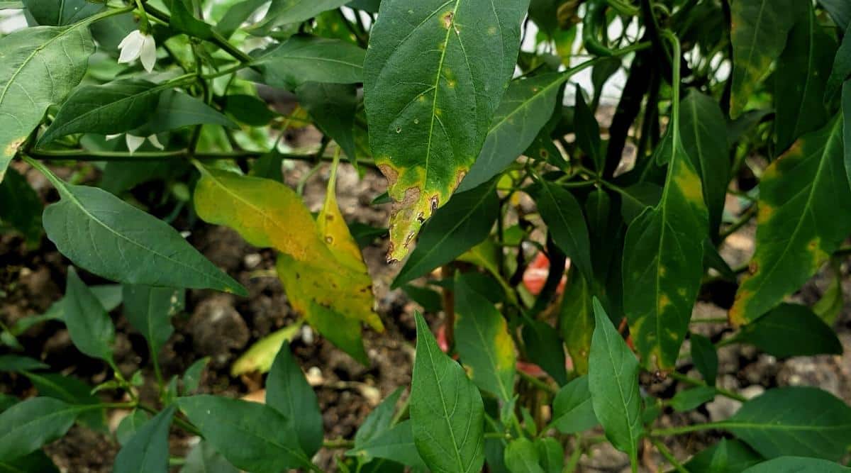 Primer plano de hojas amarillas de un árbol de chile.  Las hojas amarillas enfermas se alternan con hojas sanas de color verde oscuro.  Algunas hojas tienen manchas amarillas y marrones.  Dos flores de pimienta blanca florecen en una rama.