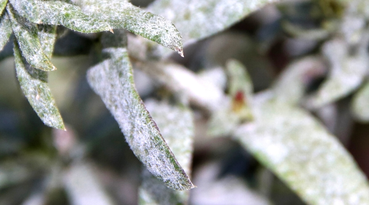 Primer plano de hojas largas y delgadas afectadas por el mildiu polvoriento contra un fondo borroso.  Las hojas de color verde oscuro están cubiertas con una capa de polvo blanco.
