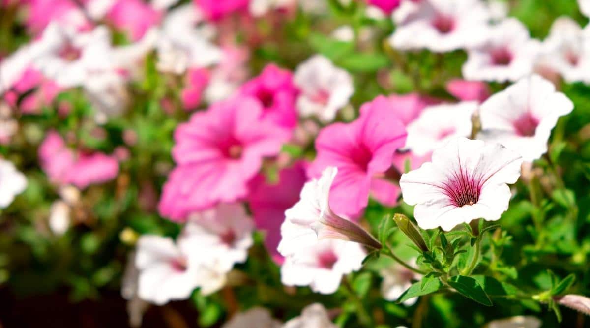Primer plano de preciosas petunias blancas y rosadas florecientes contra el follaje verde borroso.  Las flores son grandes, solitarias, constan de cinco pétalos fusionados con bordes ondulados y una garganta de color rosa oscuro.  Las hojas son pequeñas y simples.  ovalada, lisa, ligeramente pubescente.