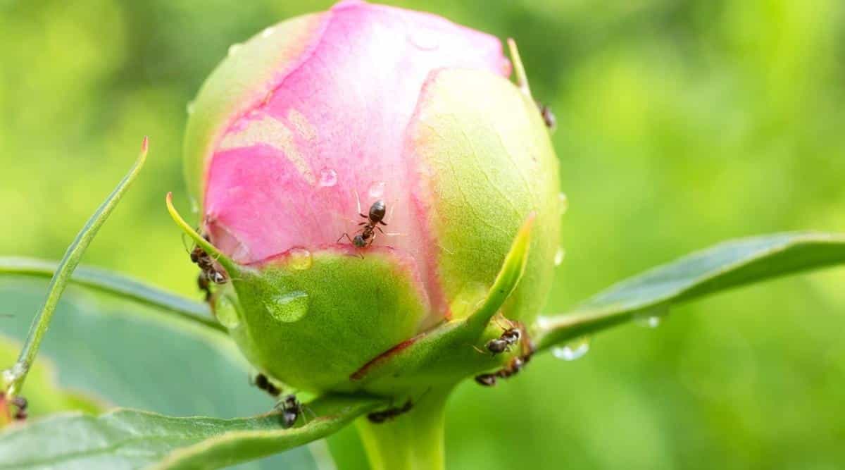 Primer plano de un capullo de peonía rosa brillante con gotas de lluvia y hormigas.  El capullo tiene una forma perfectamente redonda, de color rosa suave con hojas de color verde brillante.  El fondo es verde, muy borroso.