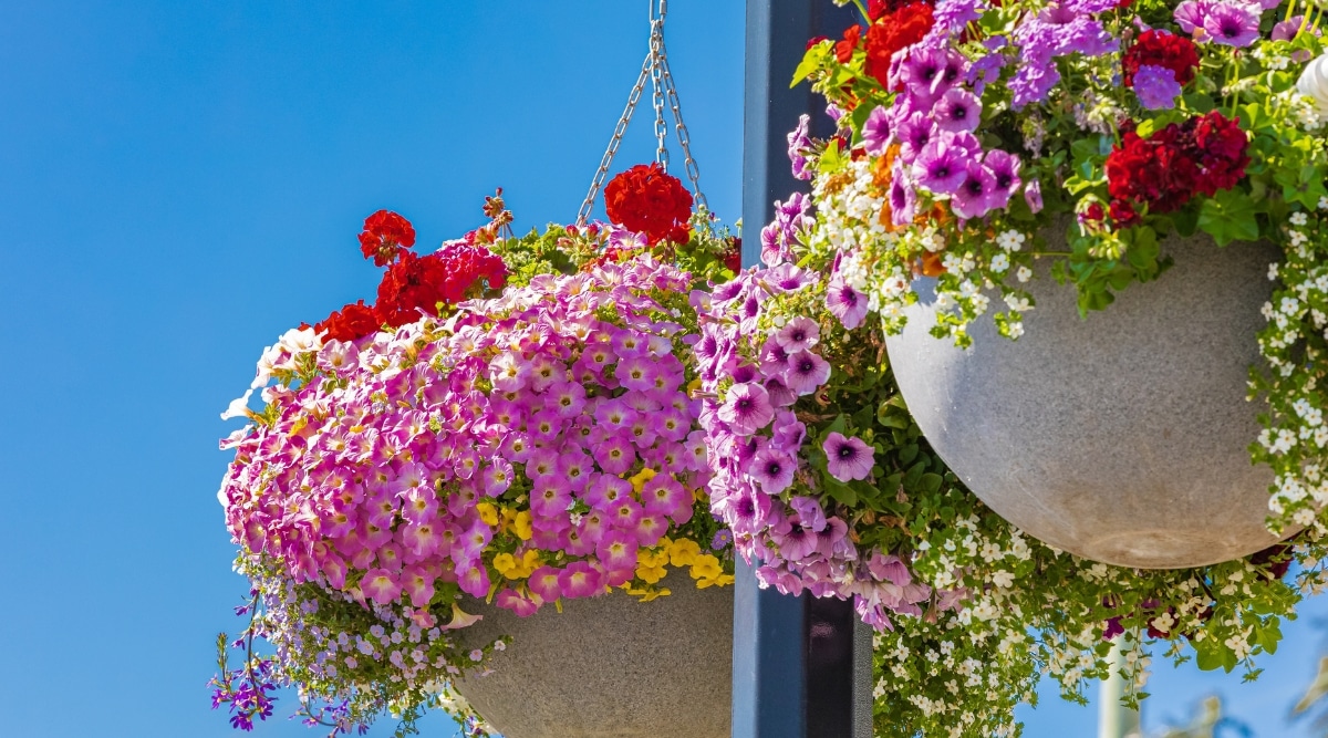Surtido de flores en cestas colgantes al aire libre.  Las flores están floreciendo en rojo, amarillo y rosa.