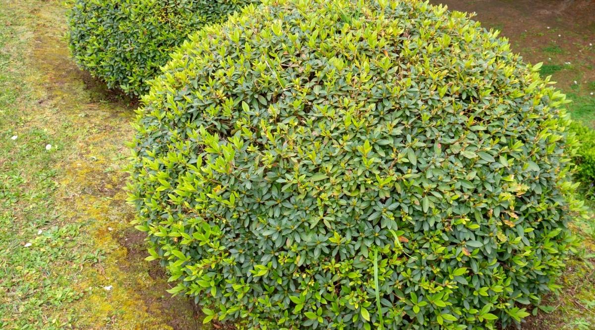 Un gran arbusto de Azalea recortado en forma de bola.  Un montón de hojas coriáceas verdes elípticas y cogollos verdes en el arbusto.  Al fondo, hay otro arbusto de azalea en forma de bola.
