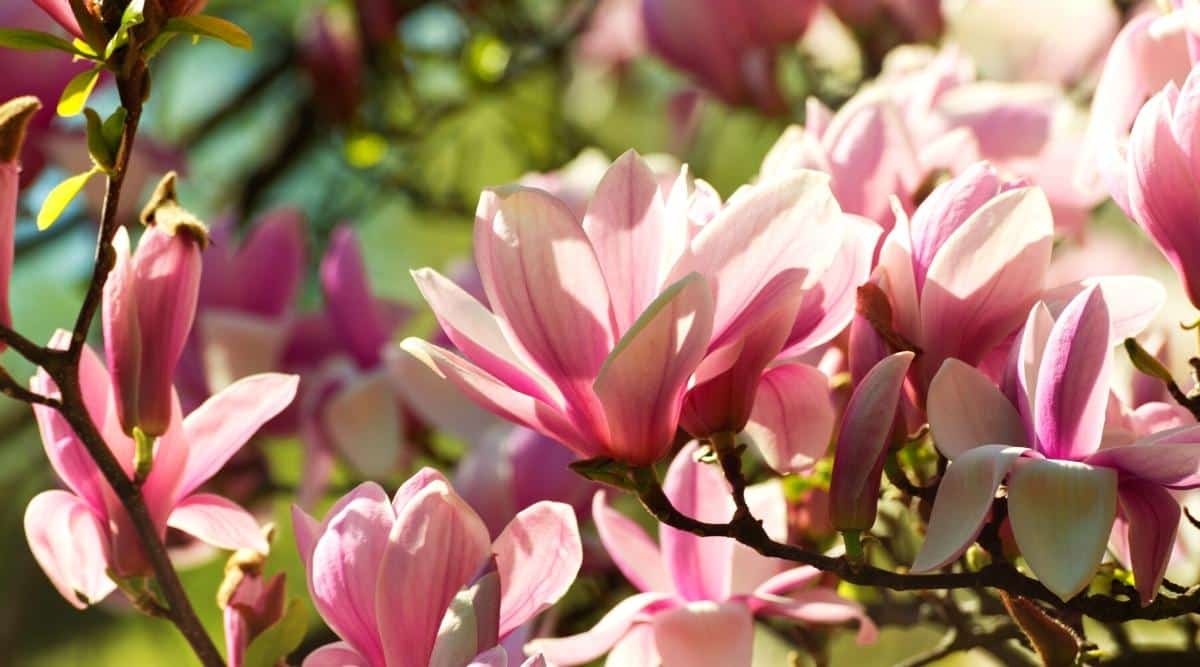 Primer plano de una rama de magnolia densamente floreciente con flores rosas brillantes iluminadas por el sol.  Las flores en forma de platillo son de color púrpura brillante en el exterior con pétalos interiores blancos.  Magnolia floreciente en el fondo borroso.