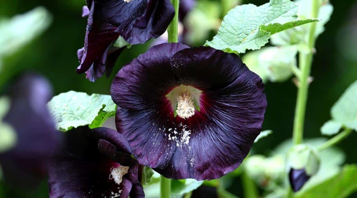 Primer plano de una flor Black Hollyhock en un largo tallo verde.  Una flor grande y vistosa de color púrpura oscuro (casi negro) con un centro blanco y un tubo estaminal, que consta de estambres densamente agrupados.  Las hojas son verdes, redondas en forma de corazón, consta de 5 lóbulos.  El fondo es borroso.