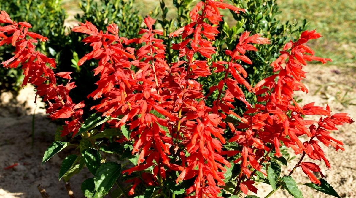 Las flores de salvia de color rojo brillante están floreciendo en un arbusto.  Se planta en un clima más árido y seco que se ve por el suelo seco en la base de la planta.
