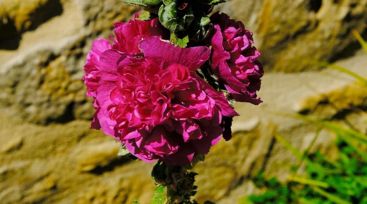 Chater Double Violet Hollyhock Planta que crece en el jardín con un muro de piedra detrás.  Las flores son de color púrpura doble con un tono rosado.