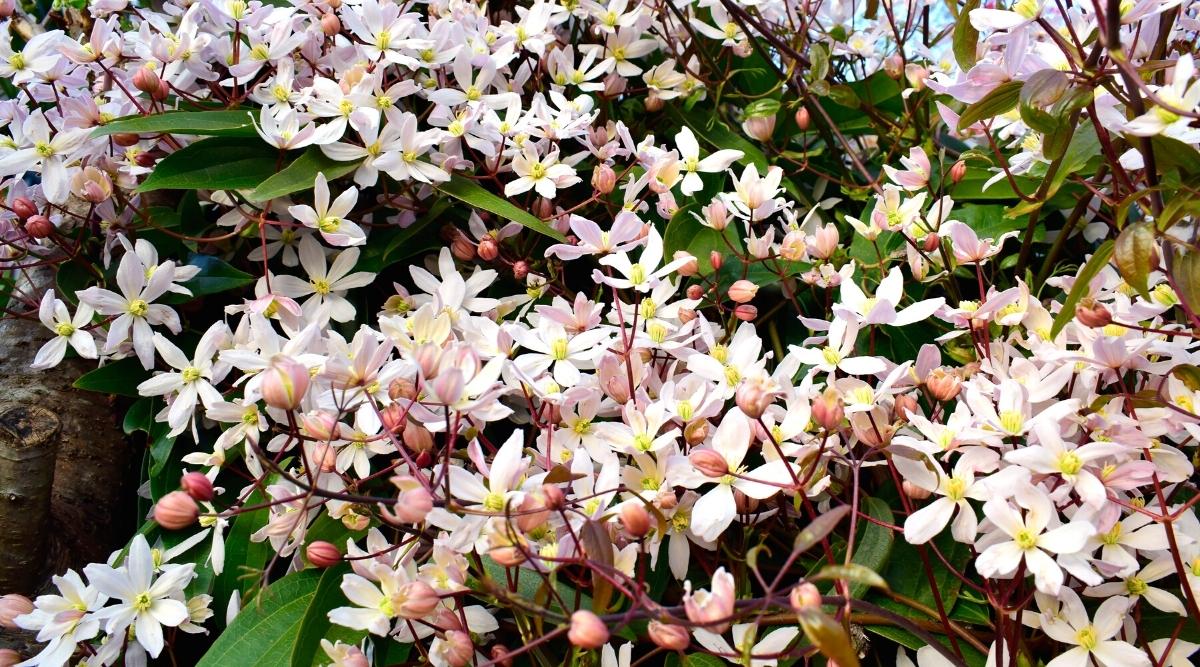 Primer plano de hermosas flores de primavera Clematis armandia 'Apple Blossom' rodeada de un gran follaje verde.  Las flores son pequeñas, con 5 pétalos, redondeadas, simples, abiertas.  Los estambres son largos de color amarillo.