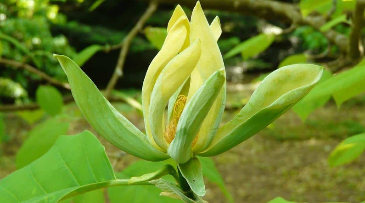 Primer plano de una flor de Magnolia Acumnata o pepino en un jardín verde.  La flor está abierta a solo 2 pulgadas de diámetro y consta de pétalos de color amarillo verdoso largos, redondeados y ligeramente curvados que rodean un carpelo con muchos estambres amarillos.