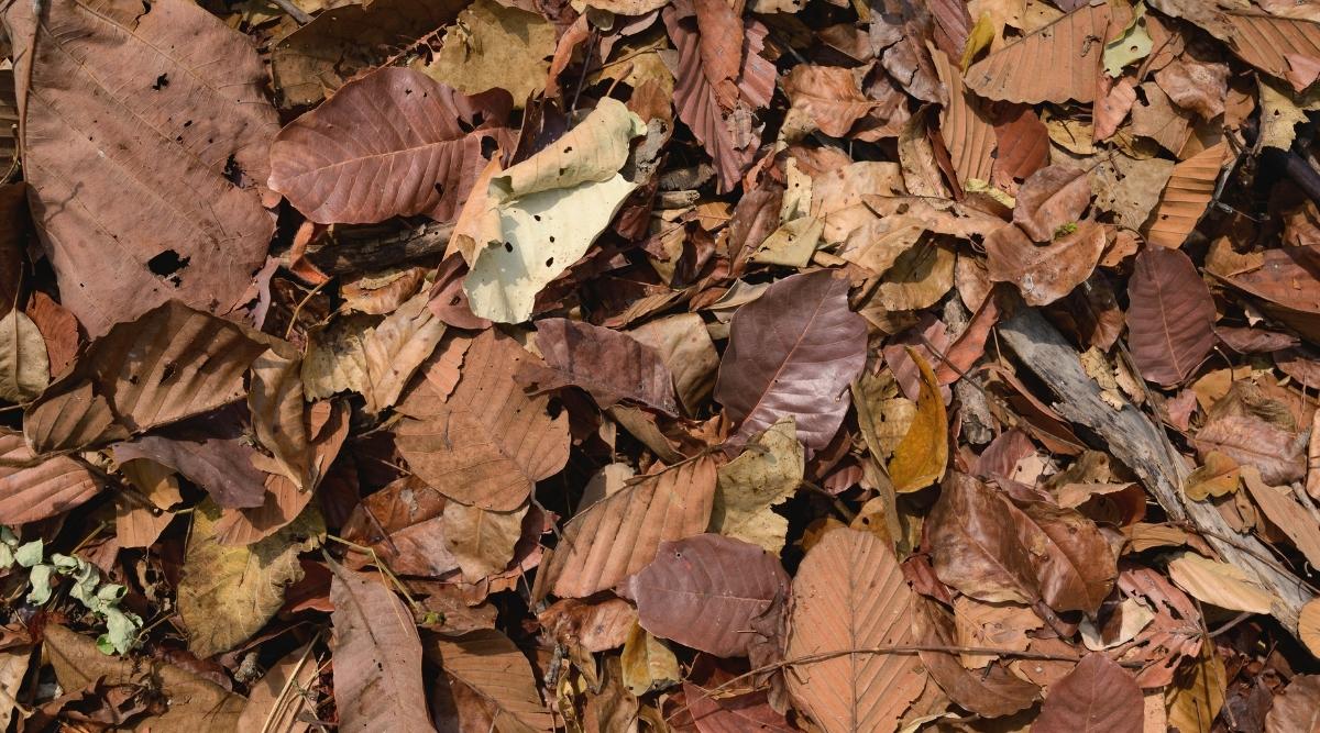 Un montón de hojas marrones en el jardín en el suelo esperando que los polinizadores hibernen y resurjan la próxima temporada de jardinería.
