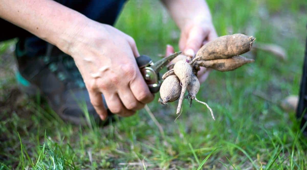 Primer plano de las manos de un jardinero separando tubérculos de dahlia con podadoras negras afiladas en el jardín.  Jardinero en zapatillas negras con cordones azules.  Los tubérculos son oblongos, redondeados, secos.