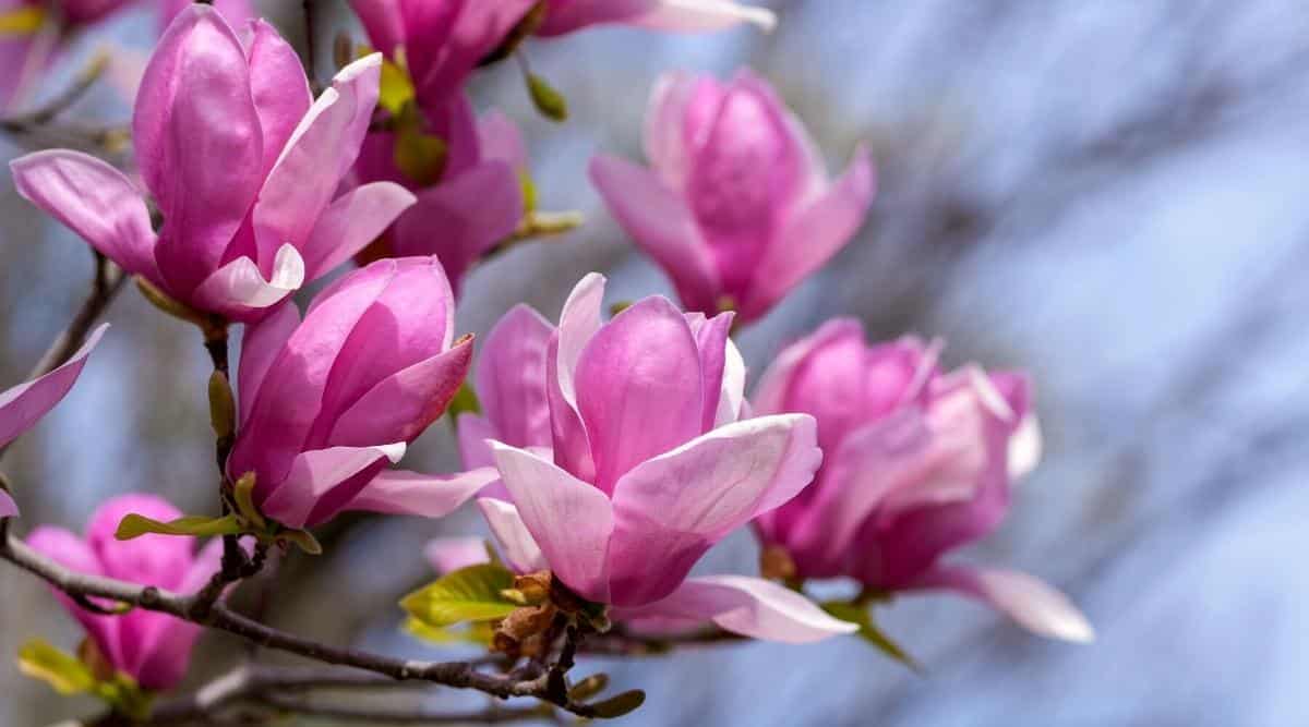 Primer plano de una magnolia rosa brillante en flor contra el cielo.  Las flores tienen forma de vidrio, tienen pétalos delgados de color rosa brillante con un lado interno blanco.  El fondo es borroso.