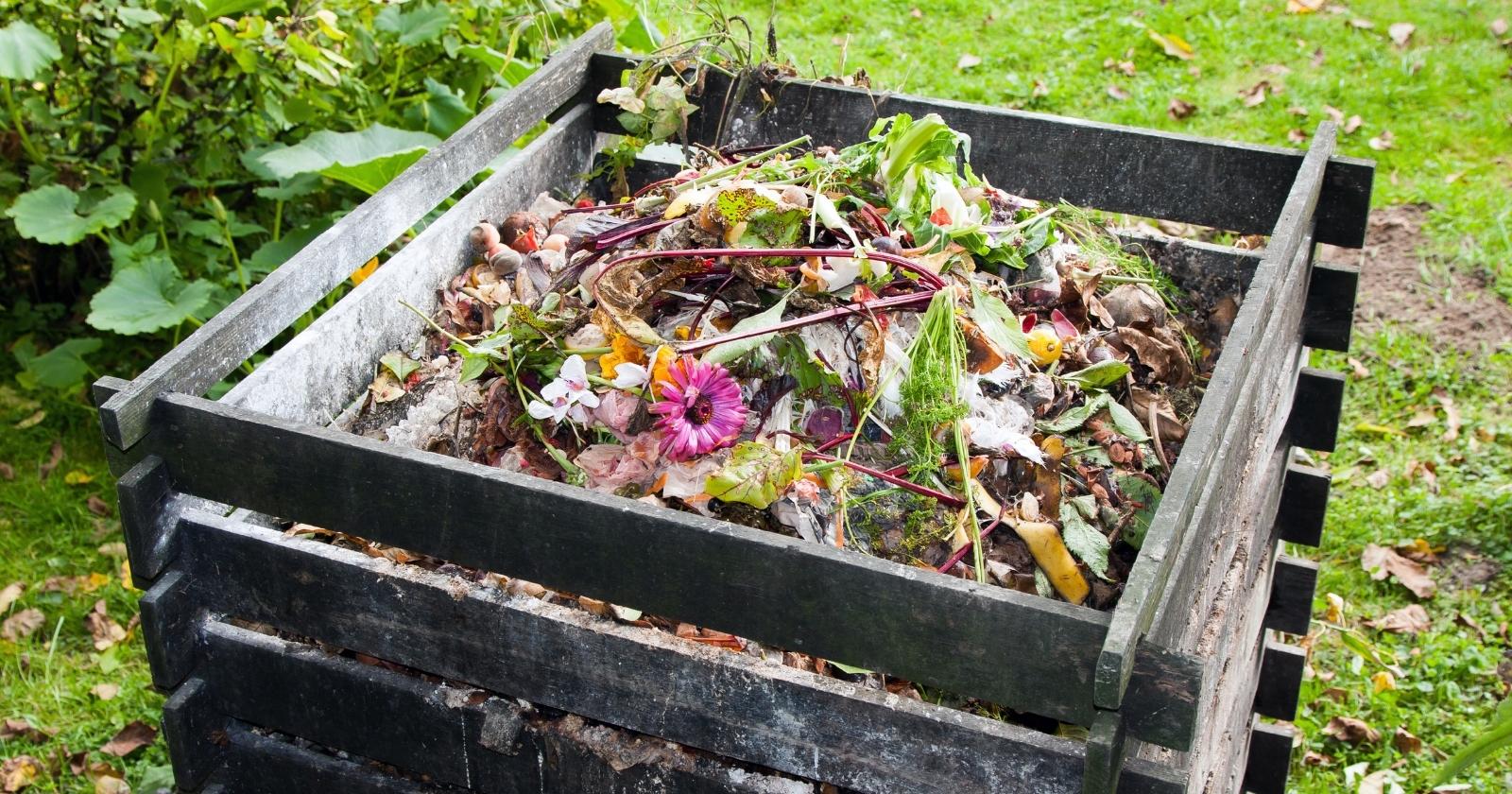 Una imagen de una pila de compost almacenada en un contenedor de madera.  Hay muchos tipos diferentes de plantas incluidas en el material de compost.  Puedes ver frutas, cáscaras de plátano, verduras y flores rosadas en el contenedor de madera que contiene el compost dentro.