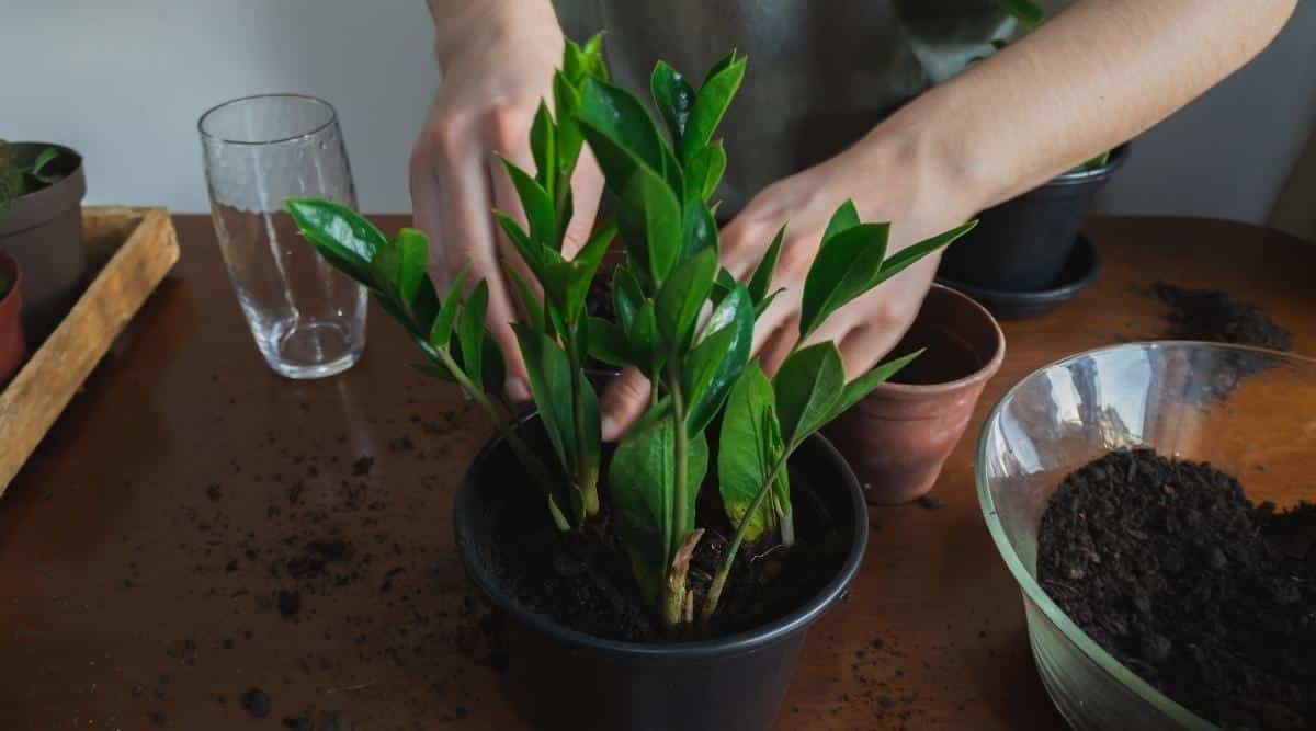Planta de Zamioculcas zamiifolia que crece en una olla negra con las manos de un jardinero tocando la planta.  Junto a la planta, hay un recipiente de vidrio con tierra, una olla de barro y un vaso de agua que está vacío.