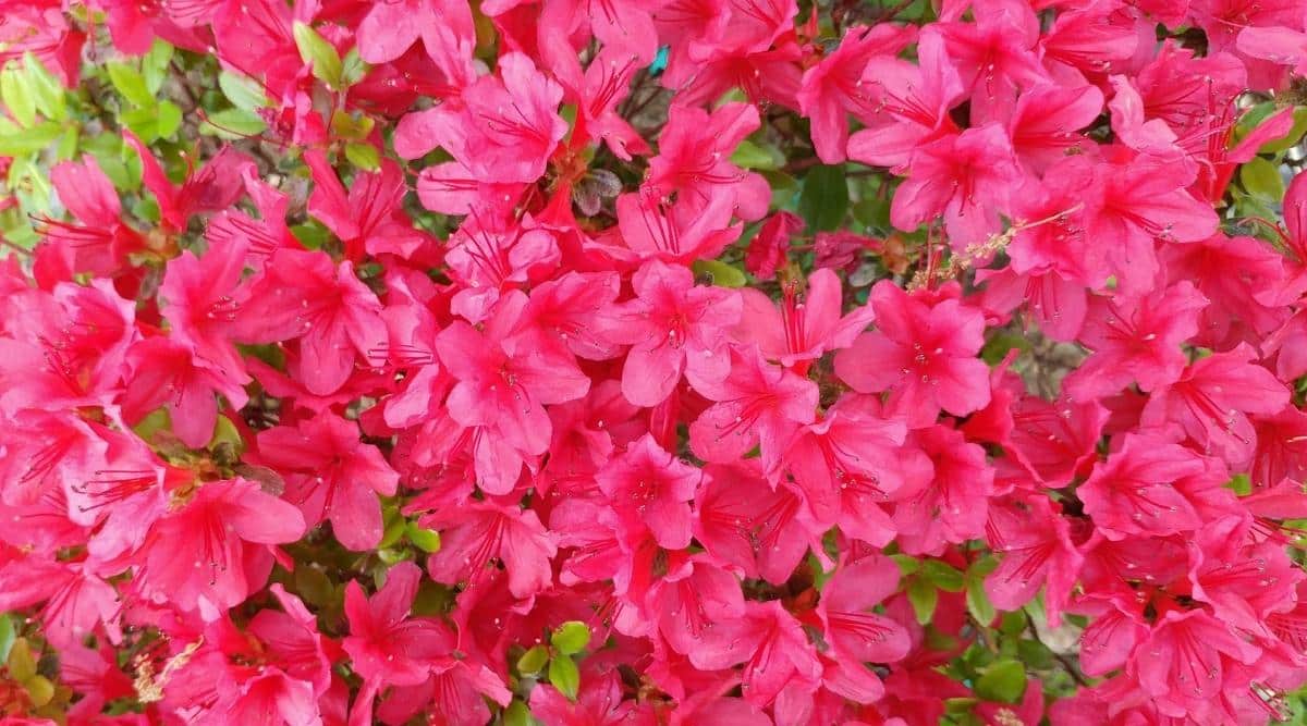 Un primer plano de muchas flores rosadas y rojas vibrantes.  Cada uno tiene 5 pétalos simples y largos estambres que sobresalen.  Las hojas pequeñas, ovoides, brillantes y de color verde brillante se abren paso a través de las flores.