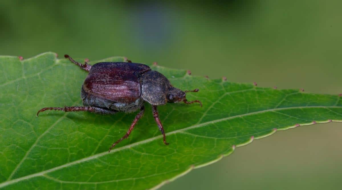 Primer plano de un escarabajo Hoplia caminando sobre una hoja verde.  El escarabajo tiene 6 patas, las dos traseras son más largas, el cuerpo es negro y está cubierto con un caparazón ligeramente morado.  El fondo es verde borroso.