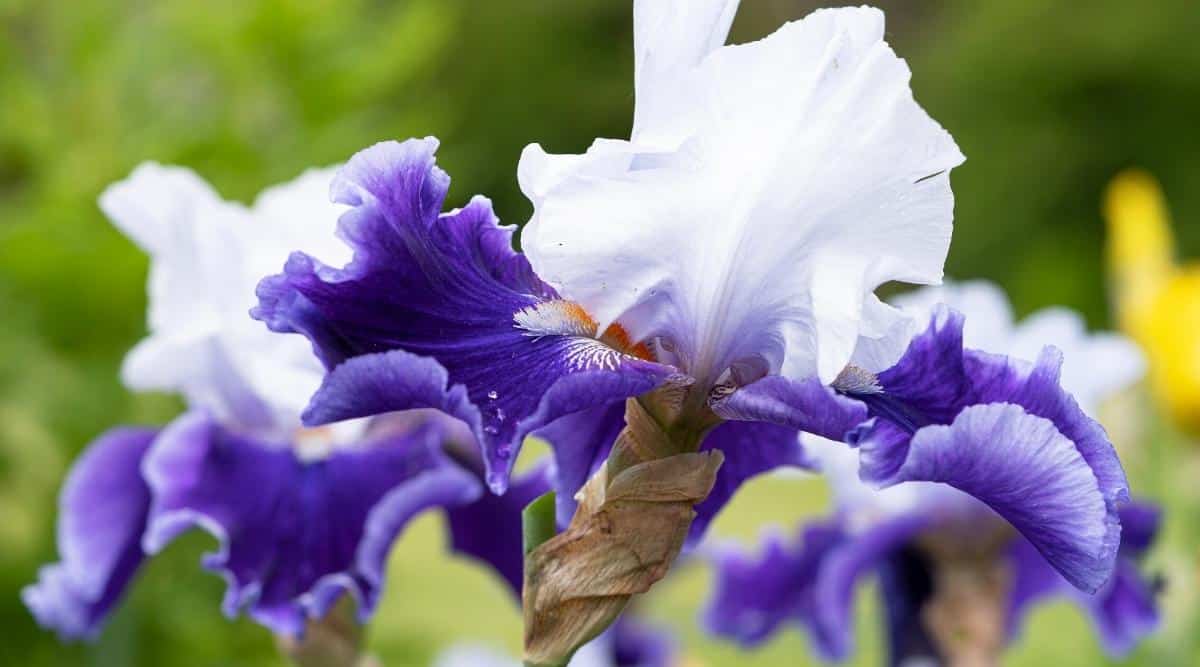 Primer plano de una gran flor de iris barbudo blanco-azul floreciente en un jardín contra un fondo verde.  La flor tiene pétalos blancos verticales ligeramente ondulados llamados "normas" y cascadas de pétalos azules ondulados llamados "cascadas".