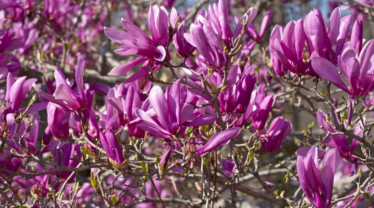 Primer plano de una Magnolia Liliiflora 'Ann' densamente floreciente en ramas desnudas en un jardín.  Las flores son de tamaño mediano, de color rosa-morado, en forma de copa.  Muchos cogollos sin abrir en las ramas.