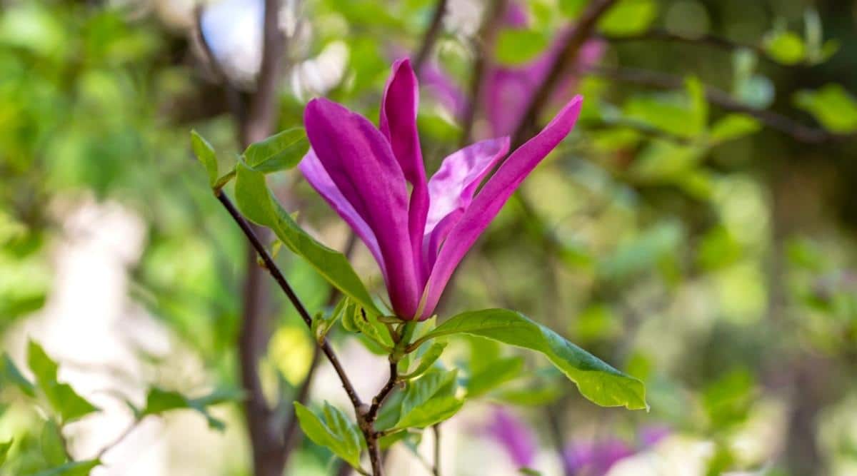 Primer plano de una flor Magnolia Liliiflora 'Nigra' en flor rodeada de hojas verdes contra un árbol verde borroso.  La flor es grande, de forma lila, consta de pétalos alargados de color púrpura oscuro con un interior de color púrpura pálido.