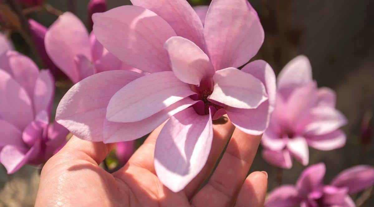La mano de una mujer sostiene un primer plano de flor de magnolia rosa.  La flor tiene pétalos delgados y largos de color rosa pálido dispuestos en dos filas.  Magnolia floreciente en el fondo.